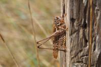 Decticus albifrons