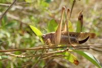 Platycleis intermedia