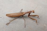 Mantis religiosa