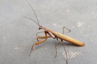 Mantis religiosa