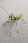 Mantis religiosa