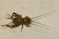 Eumodicogryllus bordigalensis