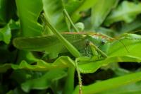 Tettigonia viridissima