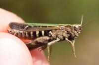Omocestus rufipes