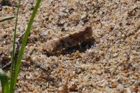 Sphingonotus caerulans