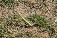 Mantis religiosa