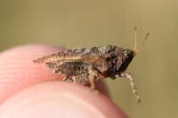 Tetrix undulata