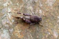 Oedipoda caerulescens