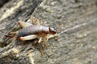 Pseudomogoplistes vicentae septentrionalis