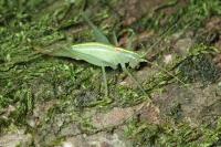 Meconema meridionale