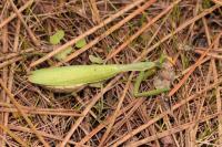 Mantis religiosa