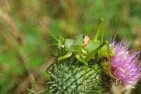 Uromenus rugosicollis