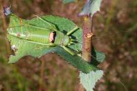 Uromenus rugosicollis