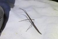 Clonopsis gallica