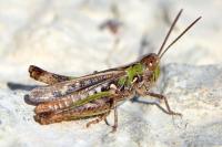 Omocestus petraeus