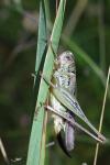 Platycleis affinis