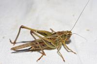 Platycleis affinis