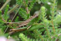 Pseudochorthippus parallelus