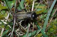 Gryllus campestris