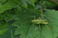 Meconema thalassinum