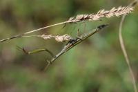 Mantis religiosa