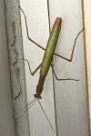 Mantis religiosa