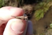 Tetrix subulata