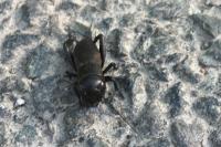Gryllus campestris