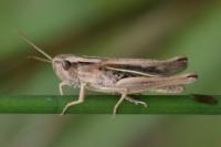 Chorthippus albomarginatus