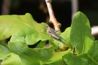 Tetrix subulata