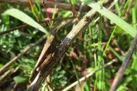 Aiolopus strepens