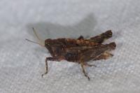 Tetrix undulata