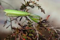Mantis religiosa