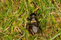 Gryllus campestris