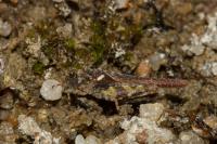 Tetrix ceperoi