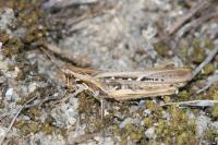 Calephorus compressicornis