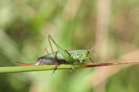 Conocephalus dorsalis