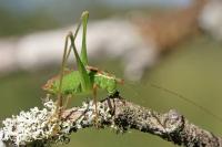 Leptophyes punctatissima