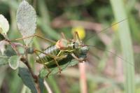 Ephippiger diurnus