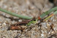 Myrmeleotettix maculatus