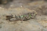 Aiolopus thalassinus