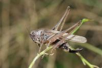 Platycleis albopunctata