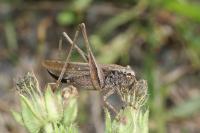 Platycleis albopunctata