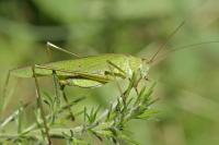 Phaneroptera falcata