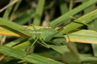 Leptophyes punctatissima