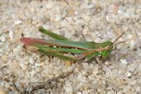 Calephorus compressicornis