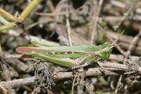 Calephorus compressicornis