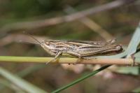 Euchorthippus elegantulus