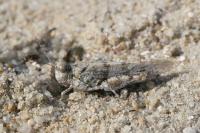 Sphingonotus caerulans