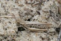 Calephorus compressicornis